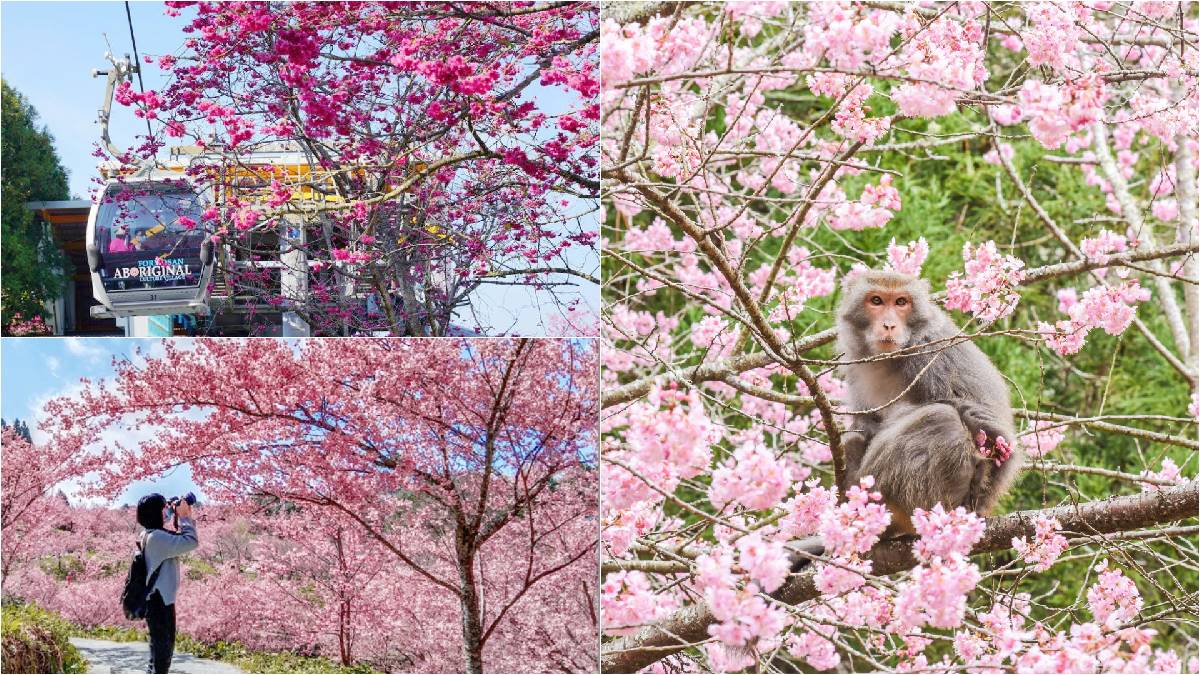 司馬庫斯、淡水天元宮都輸了！網友推薦賞櫻景點Top10，冠軍粉紅櫻花海美翻