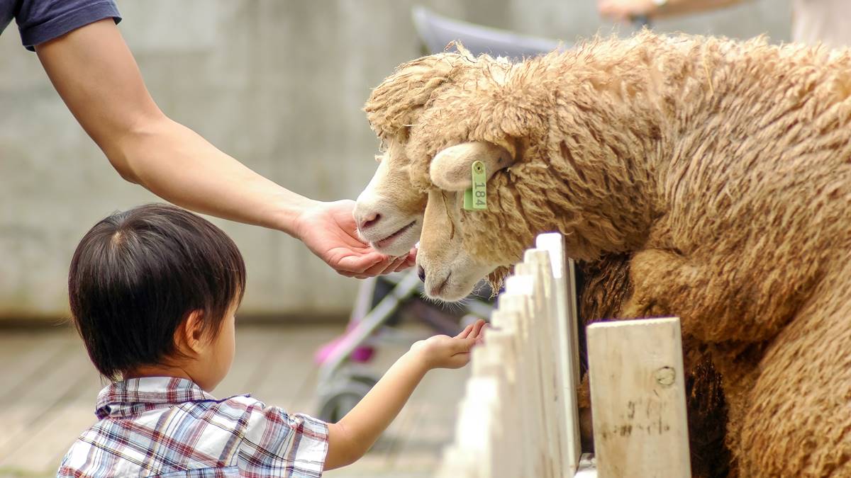 飛牛、埔心牧場都輸它！全台最強農牧場年吸67萬人：雲海美景、動物親人