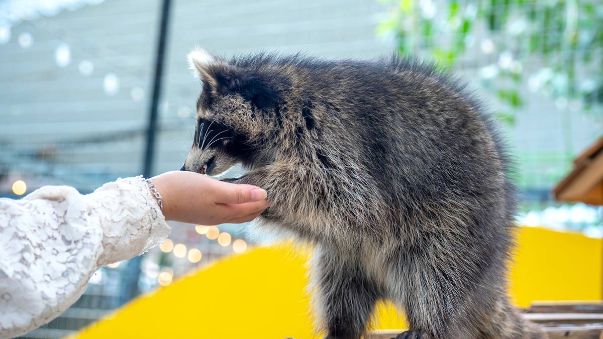 飼主們注意！「１寵物新規」５月上路，違者最高開罰25萬元、沒入動物
