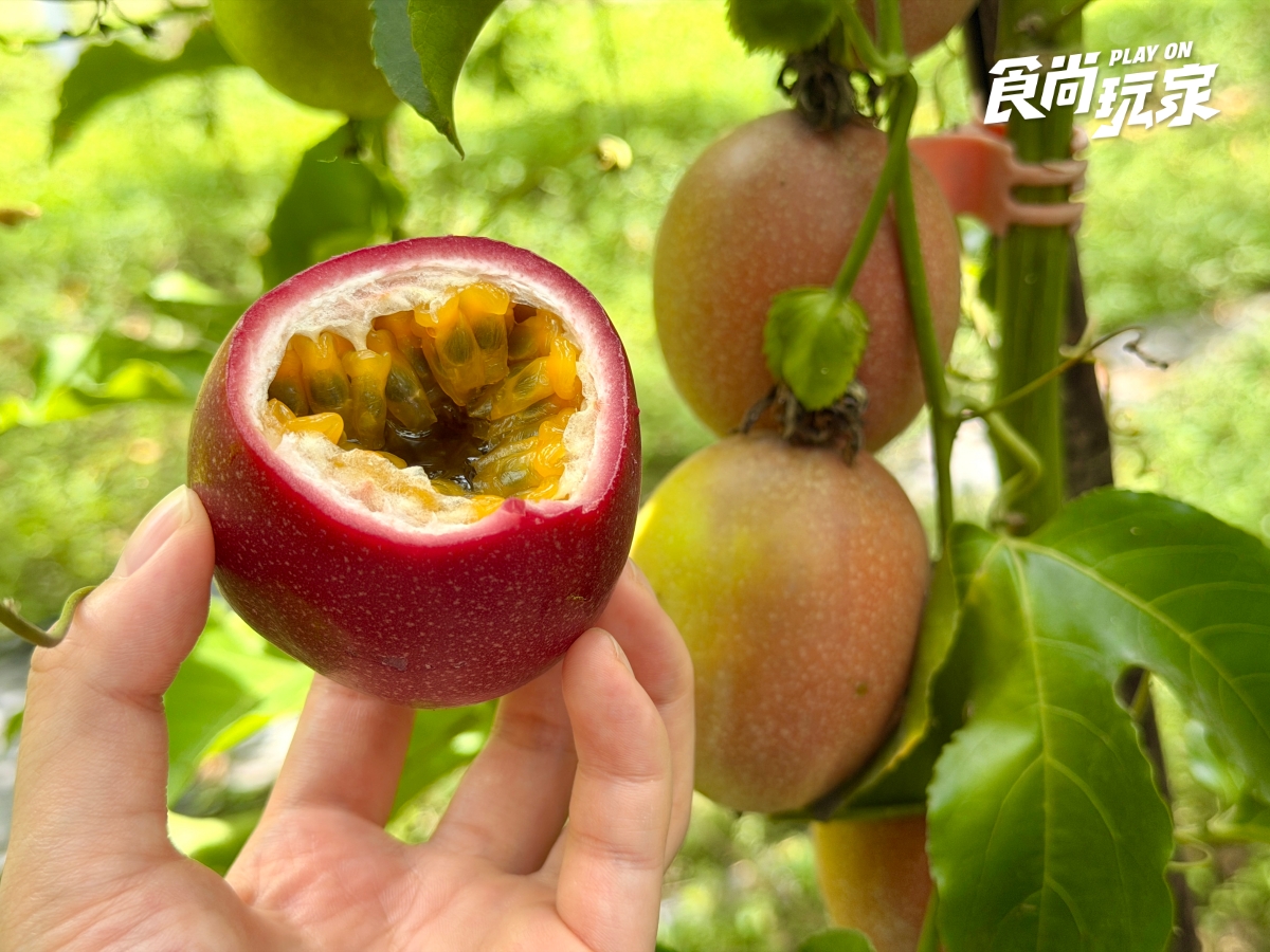 減肥聖品「百香果」怎麼挑?農民親授3招技巧,隱藏吃法+品種風味一次看 減肥聖品「百香果」怎麼挑?農民親授3招技巧,隱藏吃法+品種風味一次看