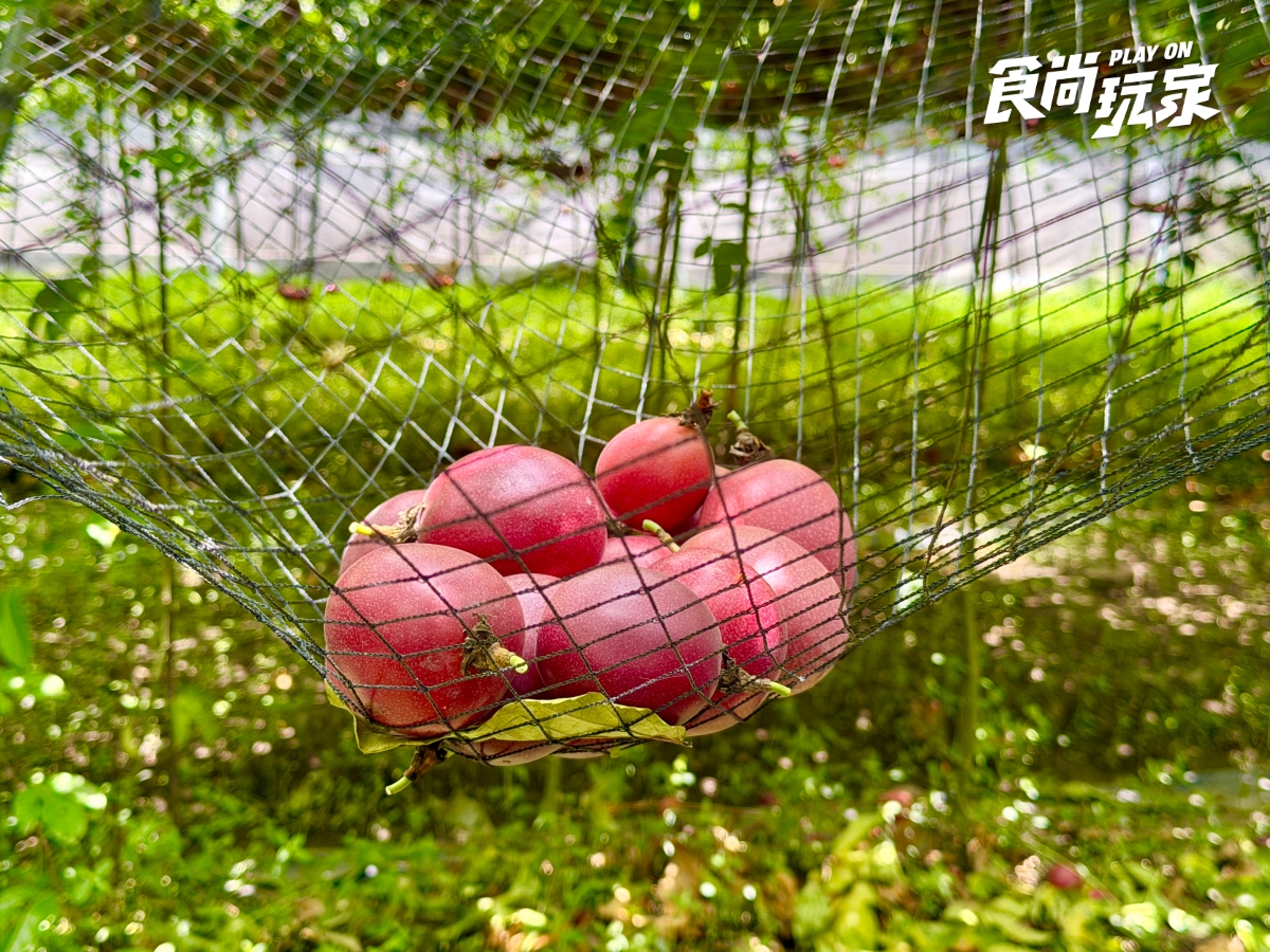 減肥聖品「百香果」怎麼挑?農民親授3招技巧,隱藏吃法+品種風味一次看 減肥聖品「百香果」怎麼挑?農民親授3招技巧,隱藏吃法+品種風味一次看