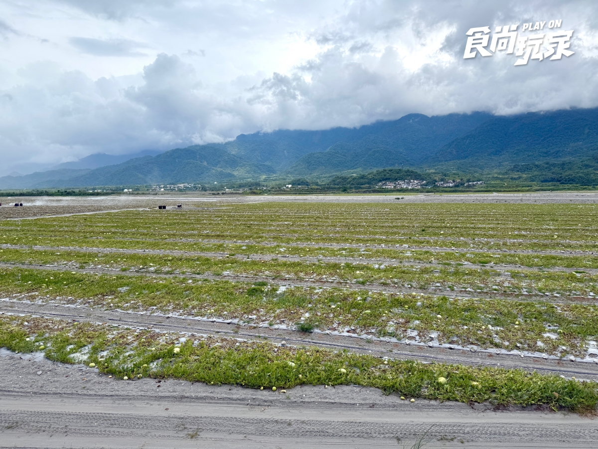 夏季最夯水果特價!農民親授「西瓜、芒果」挑選方式,口感+必吃推薦一次看 夏季最夯水果特價!農民親授「西瓜、芒果」挑選方式,口感+必吃推薦一次看