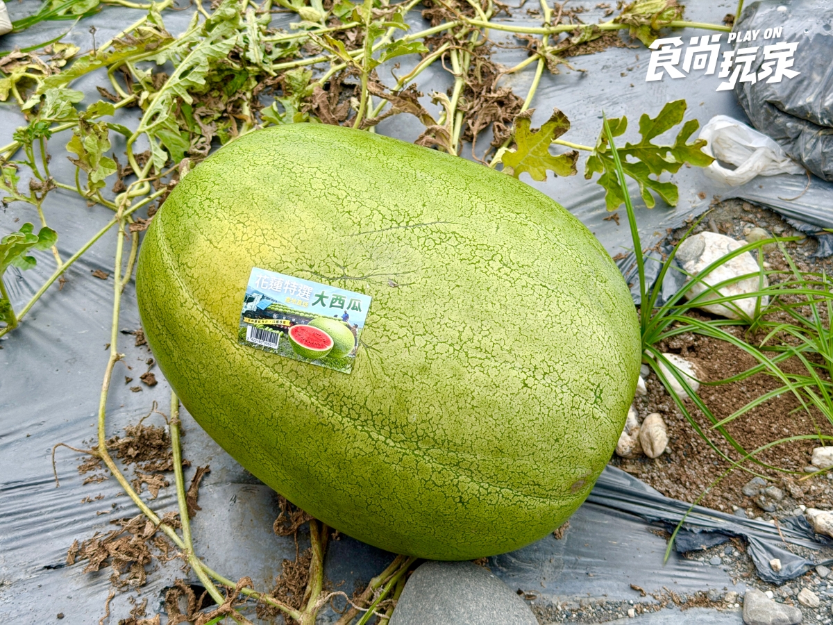 夏季最夯水果特價!農民親授「西瓜、芒果」挑選方式,口感+必吃推薦一次看 夏季最夯水果特價!農民親授「西瓜、芒果」挑選方式,口感+必吃推薦一次看