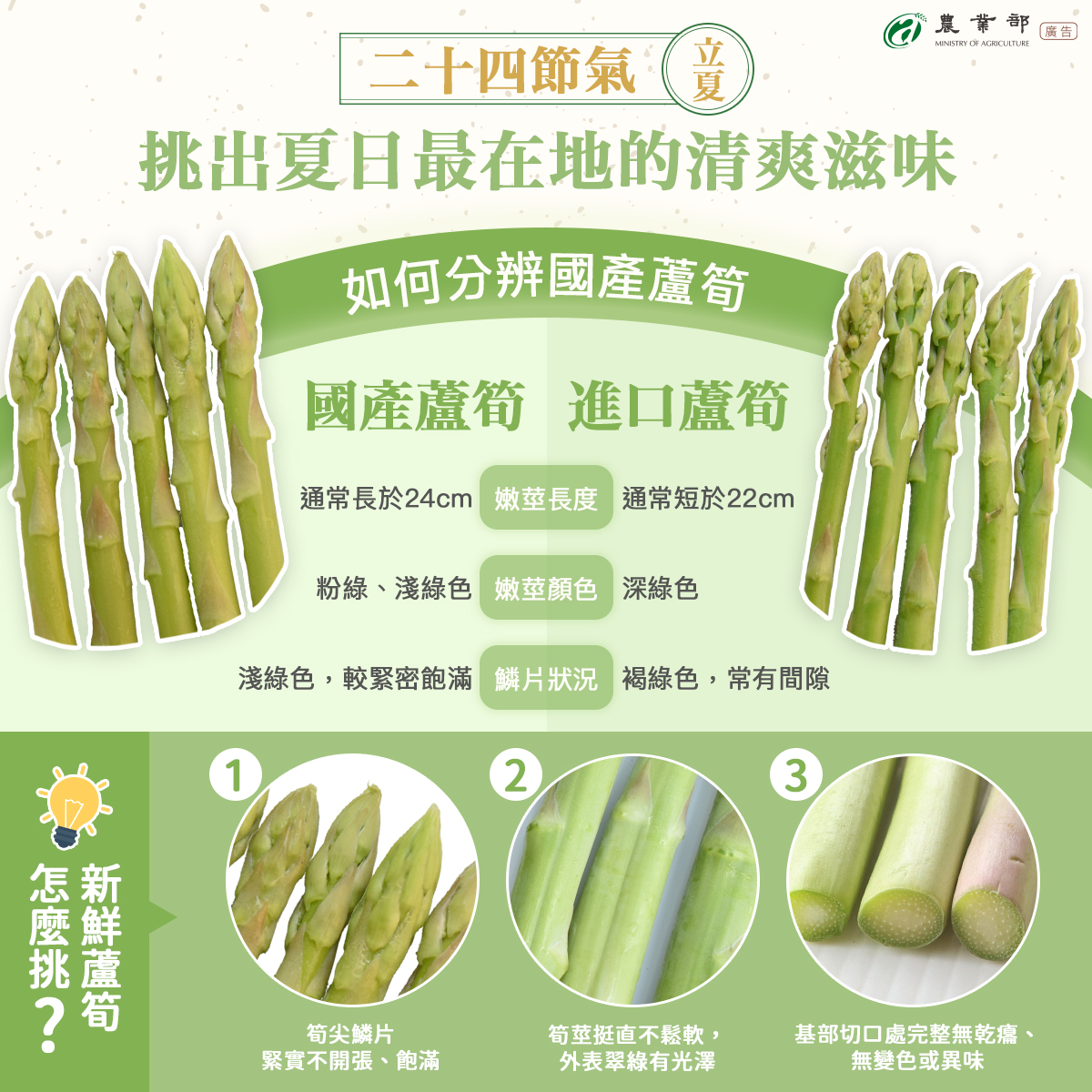 夏天吃蘆筍最當季！新鮮蘆筍怎麼挑？保存秘招、汆燙時間一次看