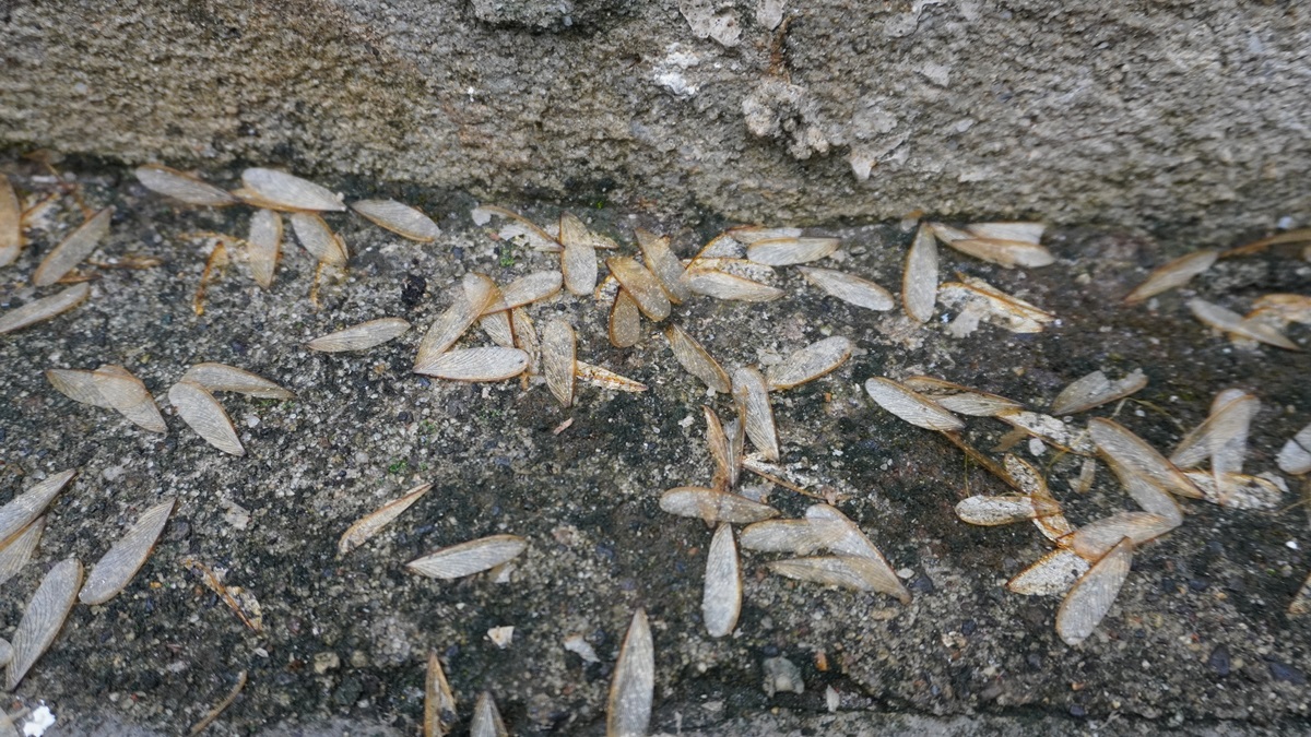 突然一堆白蟻飛進家中怎麼辦？內行教「１招」全消滅，不處理小心家具完蛋