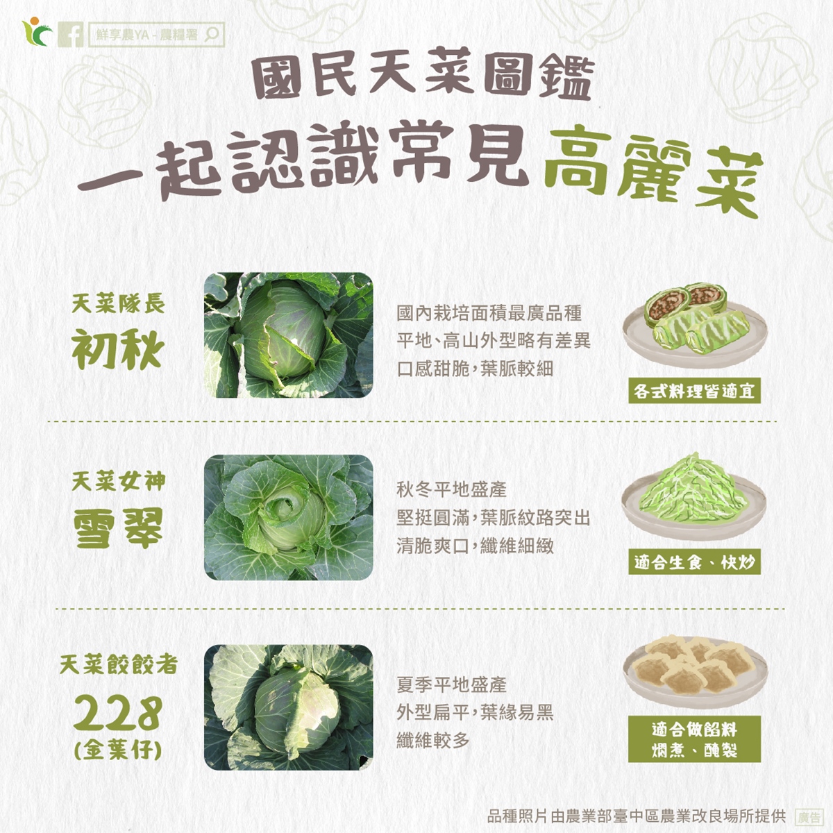 高麗菜買回家別直接放冰箱！菜販教１招保存１週仍脆甜，加碼功效禁忌料理法