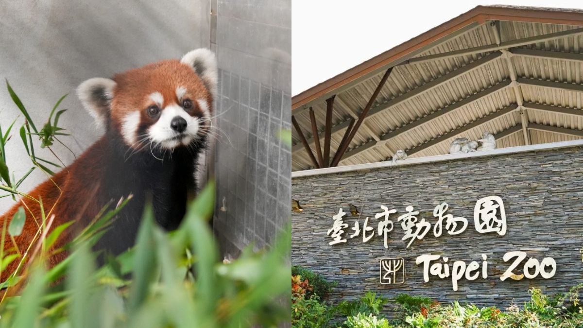 木柵動物園「夜間開放」暑假登場！超萌小貓熊、馬來貘報到，暑期營隊快搶訂