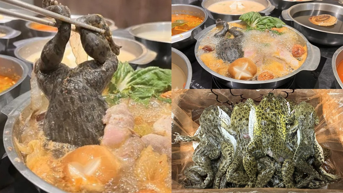 全台首推「虎斑青蛙火鍋」超獵奇！469元起吃到飽，百款自助吧＋芒果無限夾