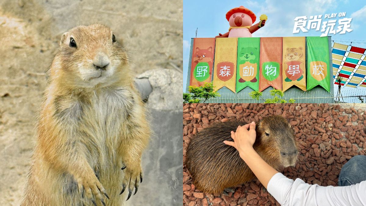 高雄最新「萌寵森林動物園」暑假優惠！大人購票小孩免費，體驗近距離餵食互動
