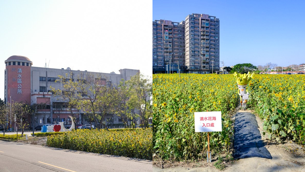 全台７大向日葵花海！1.2公頃免費花海、金黃落羽松秘境、紅色鐵橋同框