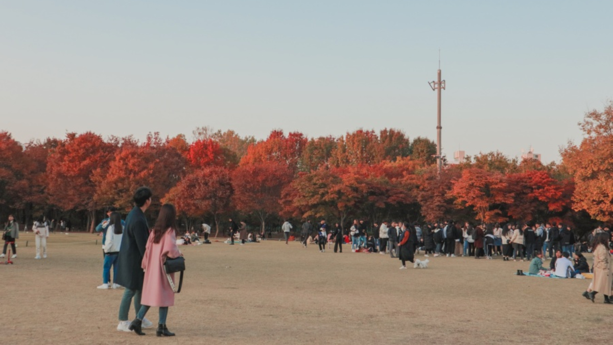 銀杏大道、宮殿紅葉！首爾10大賞楓秘境：「鬼怪」拍攝地、纜車美景一次收藏