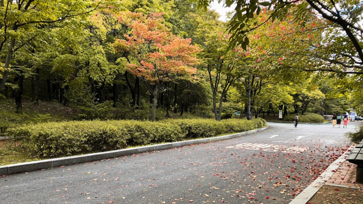銀杏大道、宮殿紅葉！首爾10大賞楓秘境：「鬼怪」拍攝地、纜車美景一次收藏