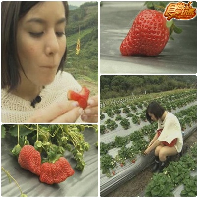 美食追追追之苗栗傳說