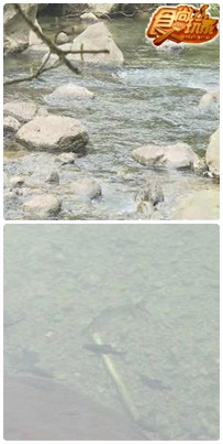 開學迎新小旅行 天團學長帶你遊南庄 開學迎新小旅行 天團學長帶你遊南庄